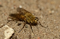 Other flies